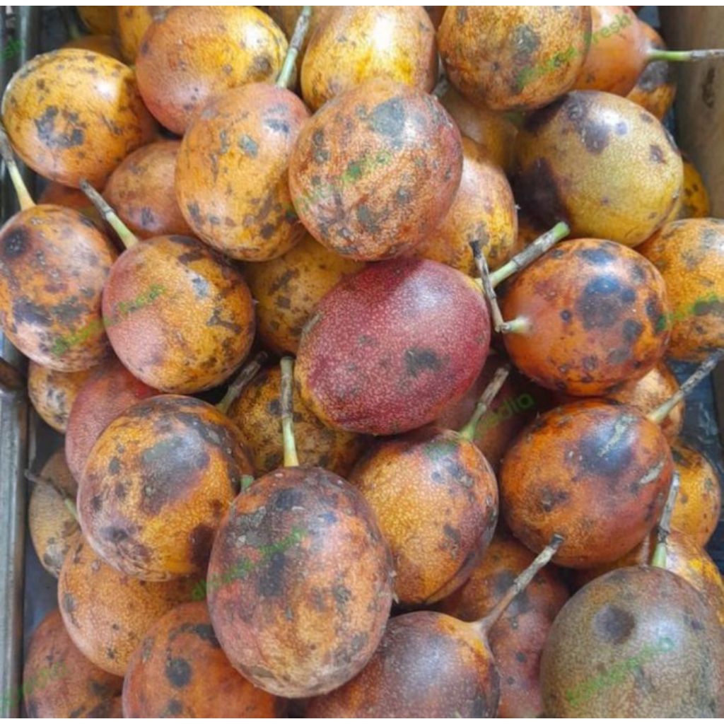 

Markisa Madu / buah markisa manis / 1 kg