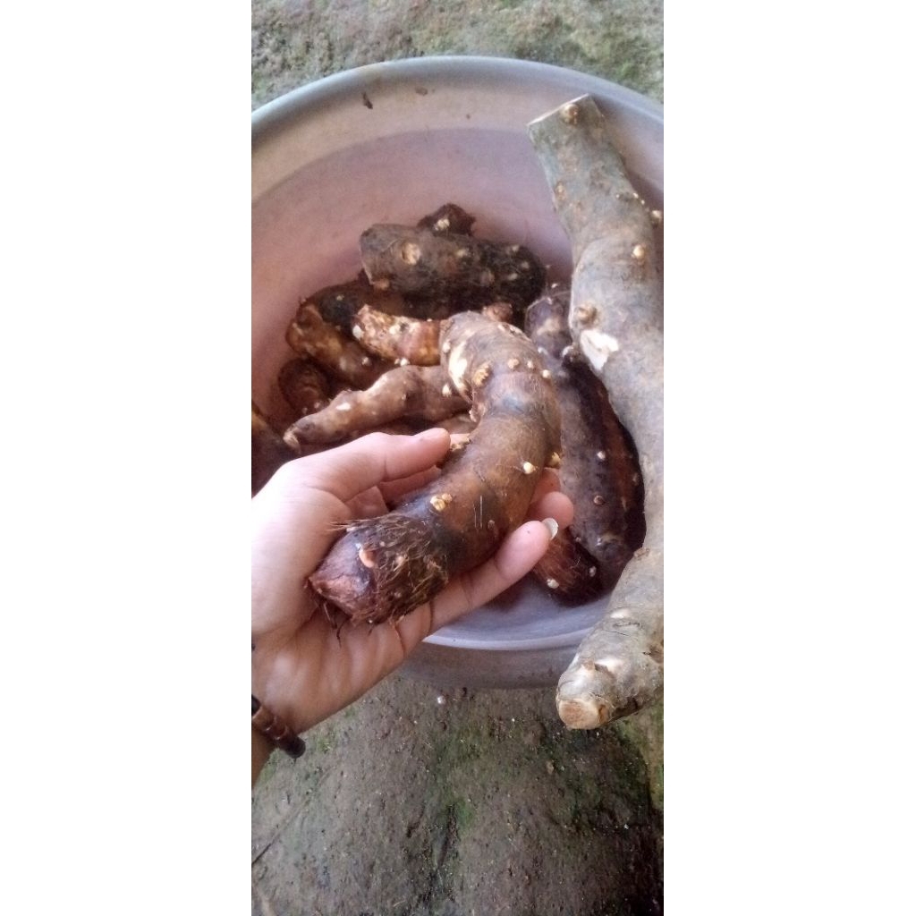 

TALAS/TALEUS KIMPUL,UMBI TALAS PULEN 1KG