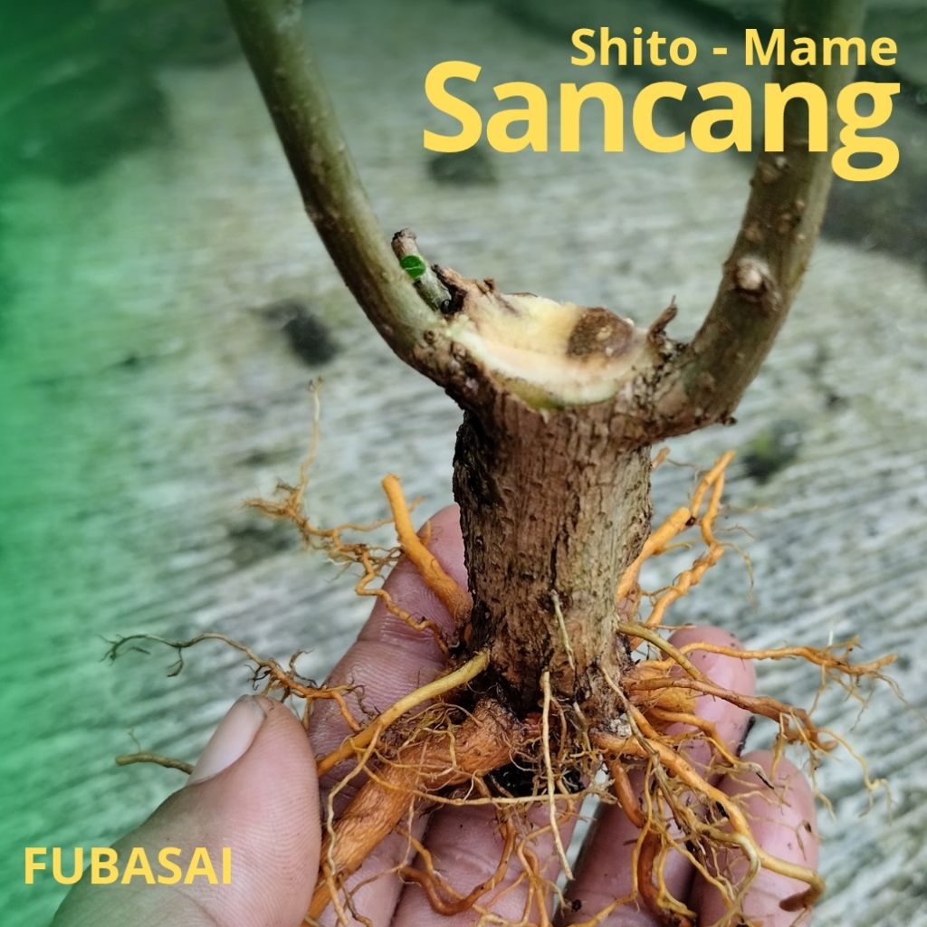 Bahan Bonsai Sancang Mame Shito Hidup Berakar Lebat | Bahan Bonsai Hidup