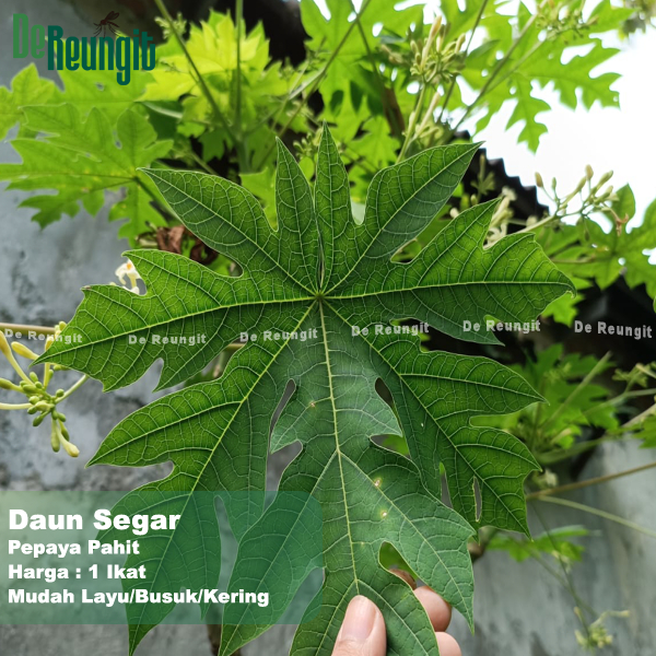 

Daun Pepaya Segar 1 Ikat ± 60 Gram Ecoprint Panen Dadakan Obat Herbal Ukuran Kecil Sedang Besar