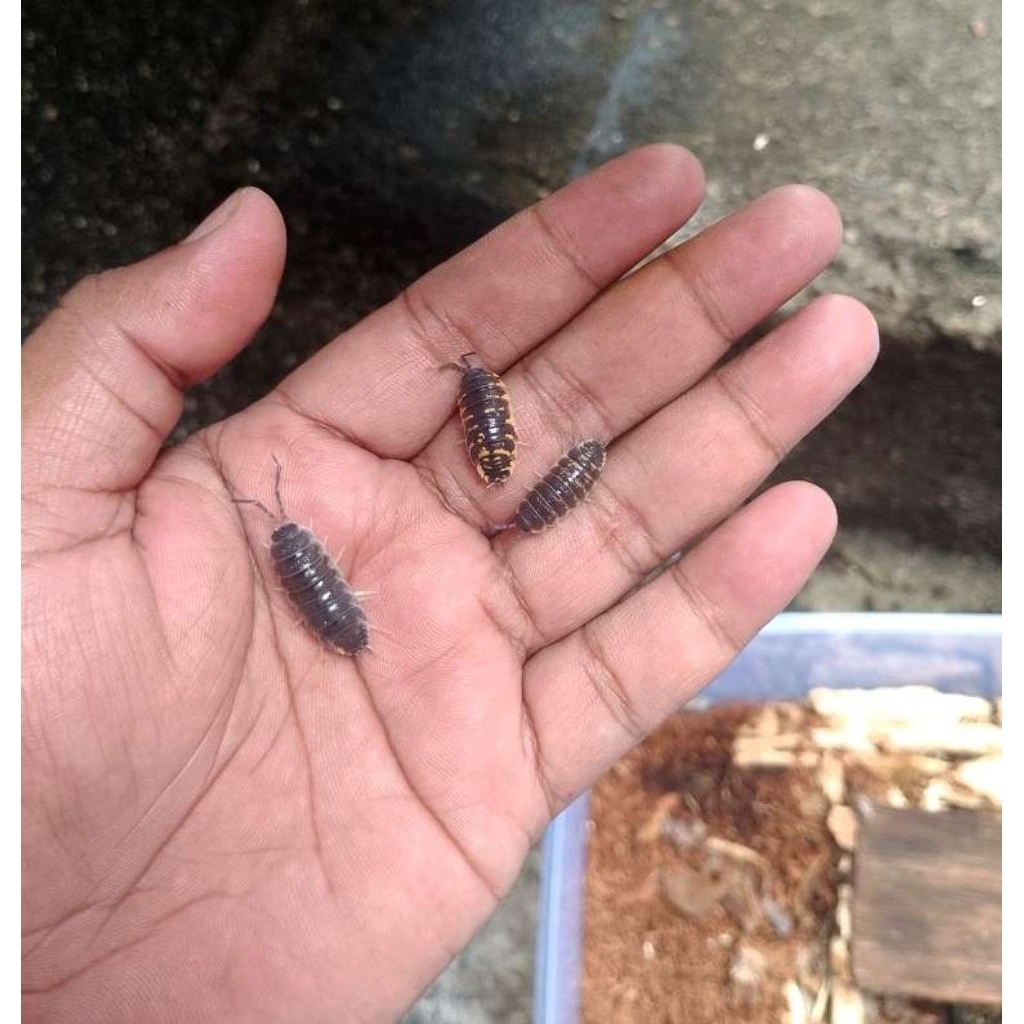 mainan Isopoda Porcellio ornatus