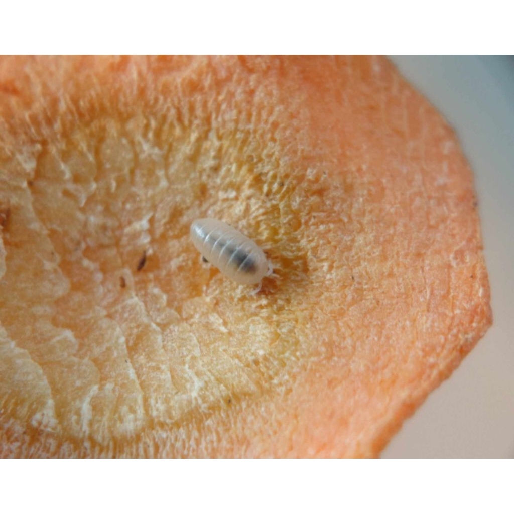 Mainan Isopoda elumoides sp