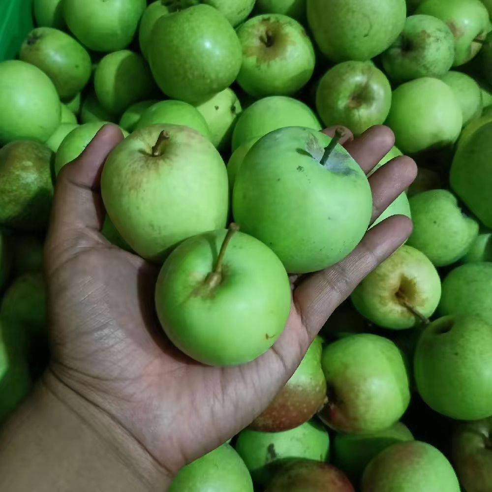 

Apel Manalagi Lokal Kota Batu B (Sedang) 1 Kg Berisi 12-15 Biji