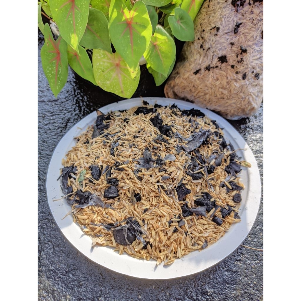 

kebun kopi hitam