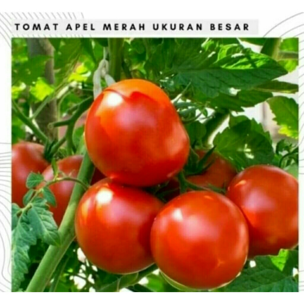 

GROSIR TERMURAH!!!100biji BENIH TOMAT FI BESAR UNGGUL
