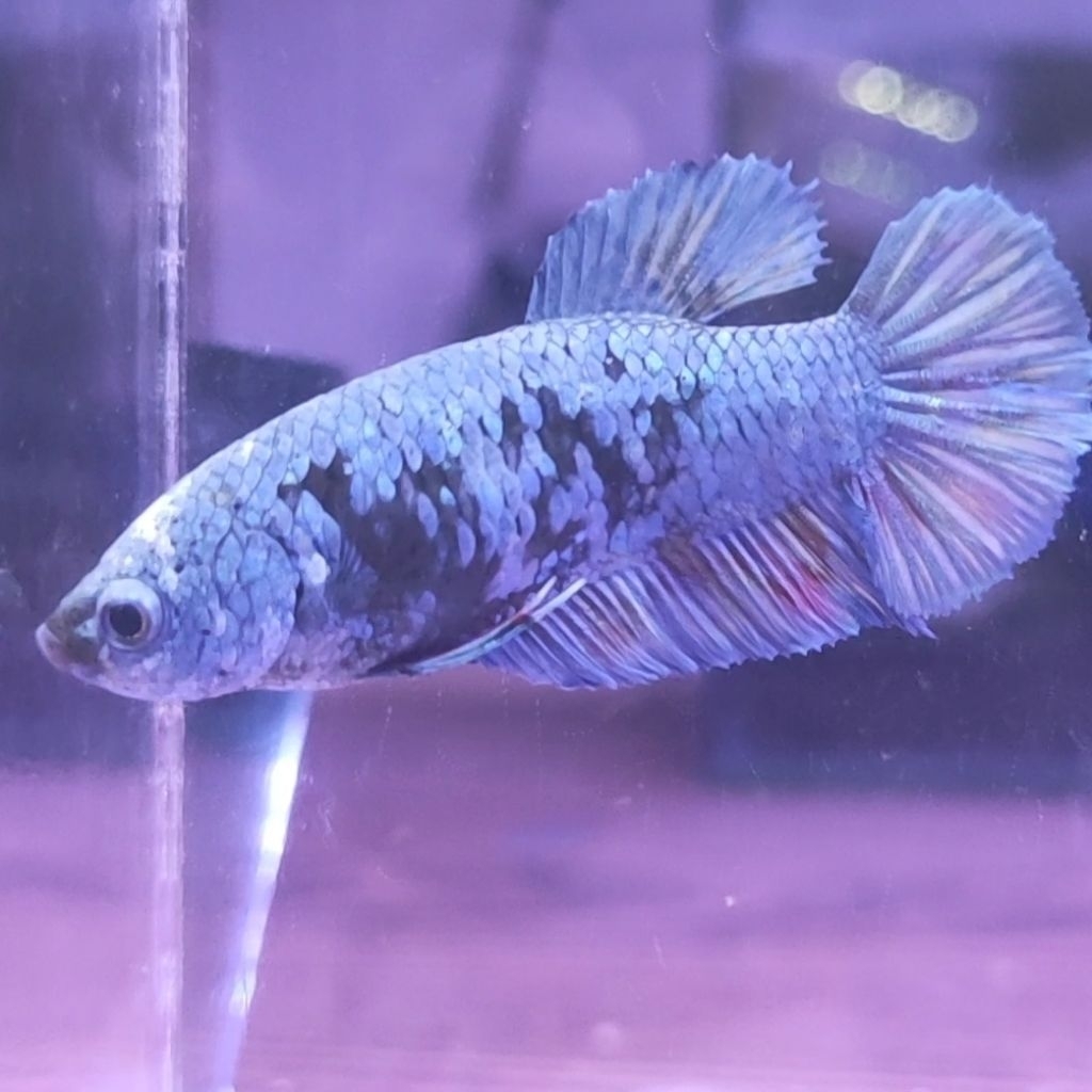 IKAN CUPANG BETINA PK AVATAR NEBULA (REAL PIC)