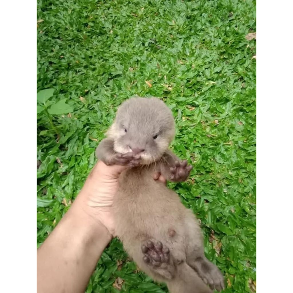 Baby Otter/berang-berang