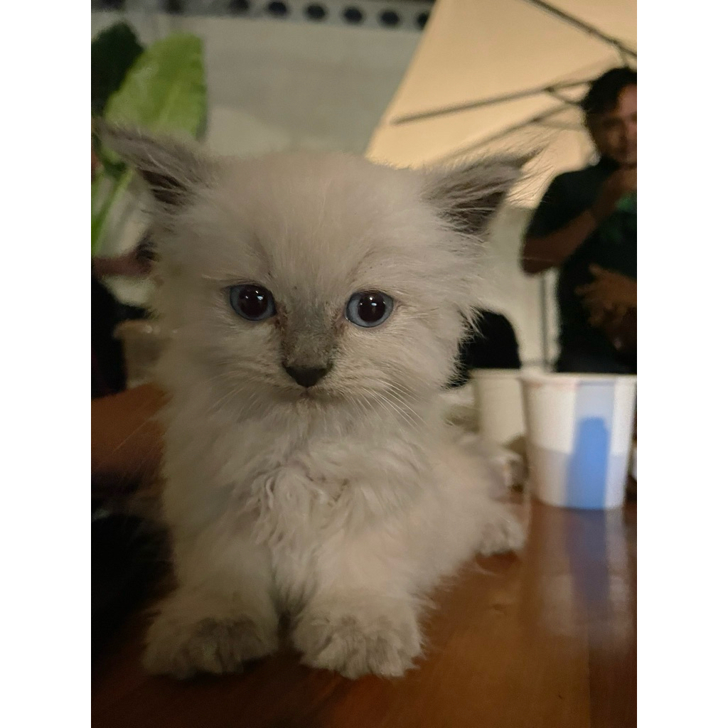 

Box untuk pengiriman