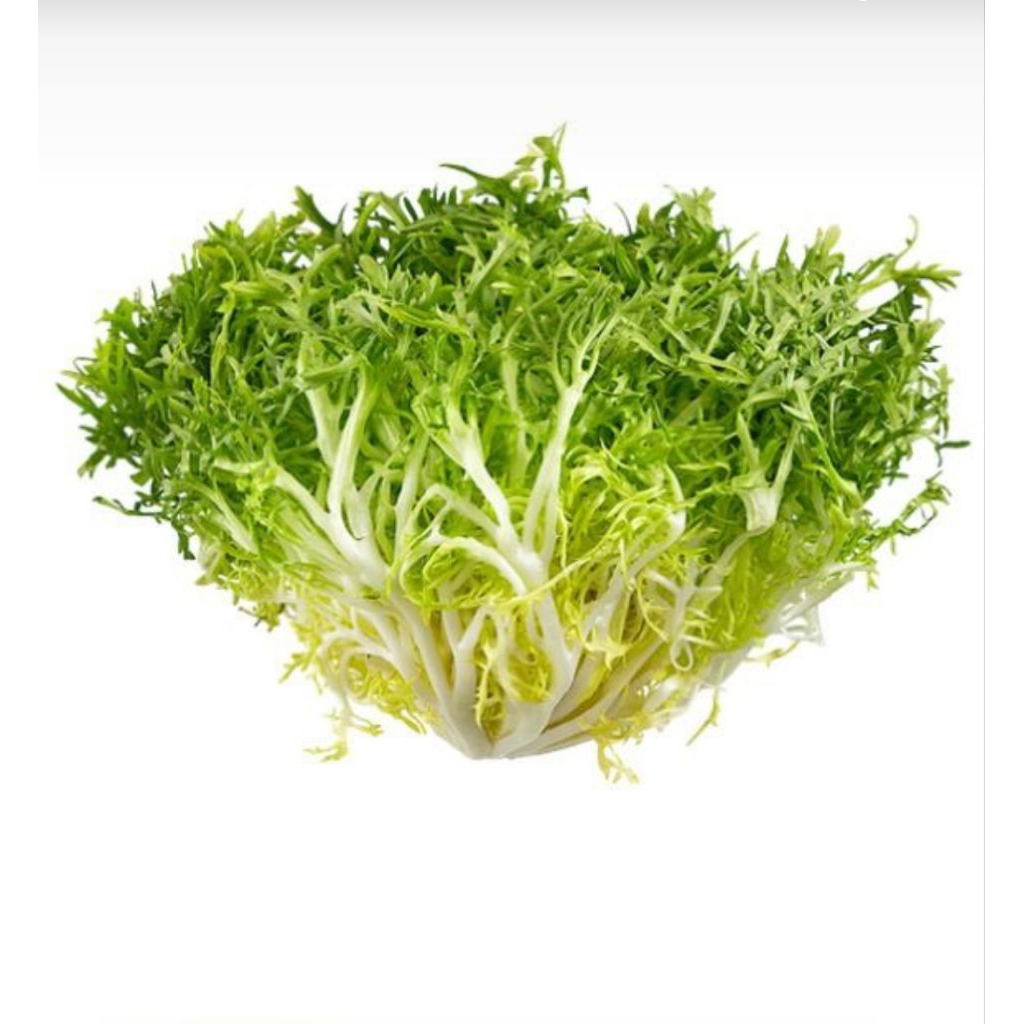 15 Biji Benih Sayur Endive