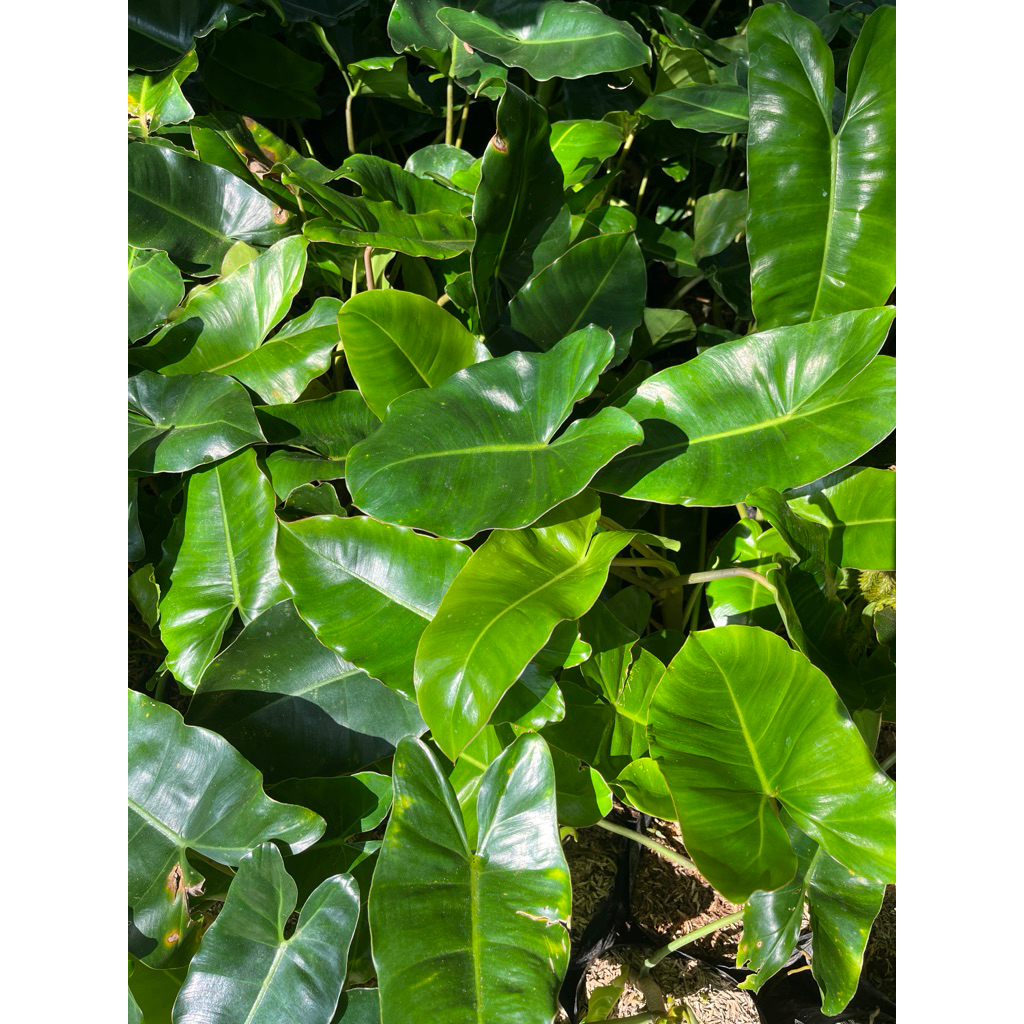 Tanaman Hias Burlemarx - Tanaman Hias Philodendron Burlemarx Hijau