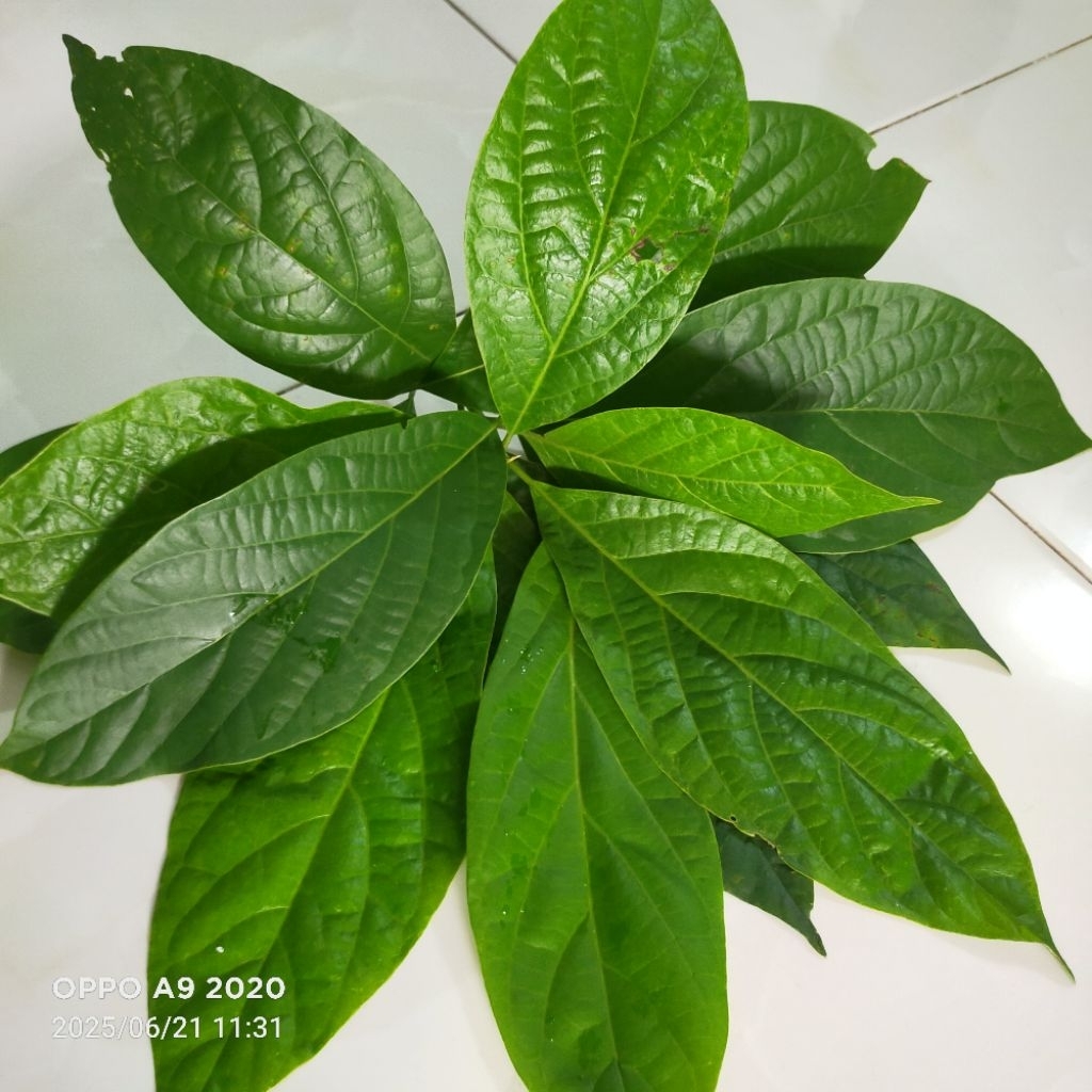 

Daun Alpukat kaya manfaat Rp.100/lembar
