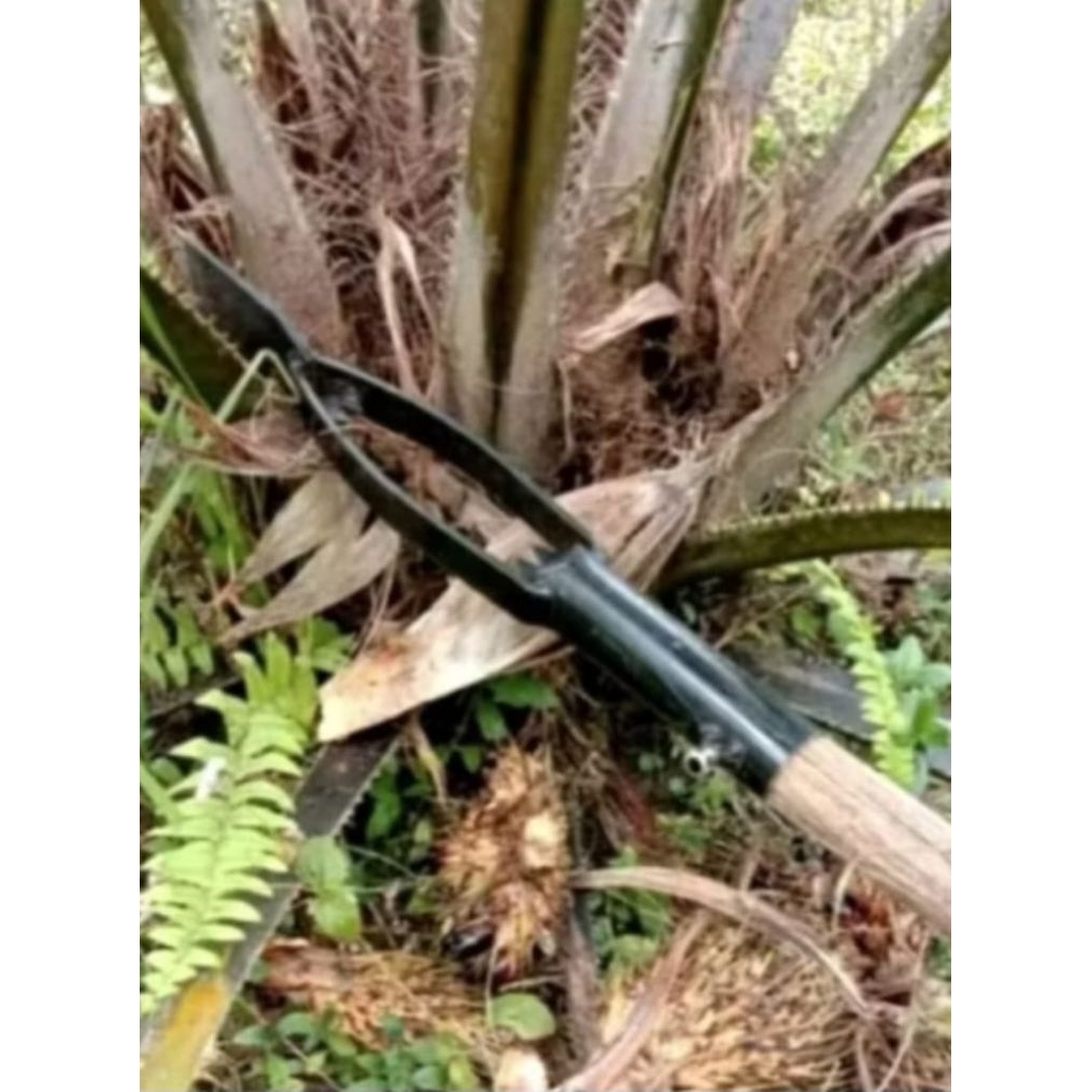 Alat Dodos Kastrasi Sawit/Dodos Kastrasi Sawit Asli