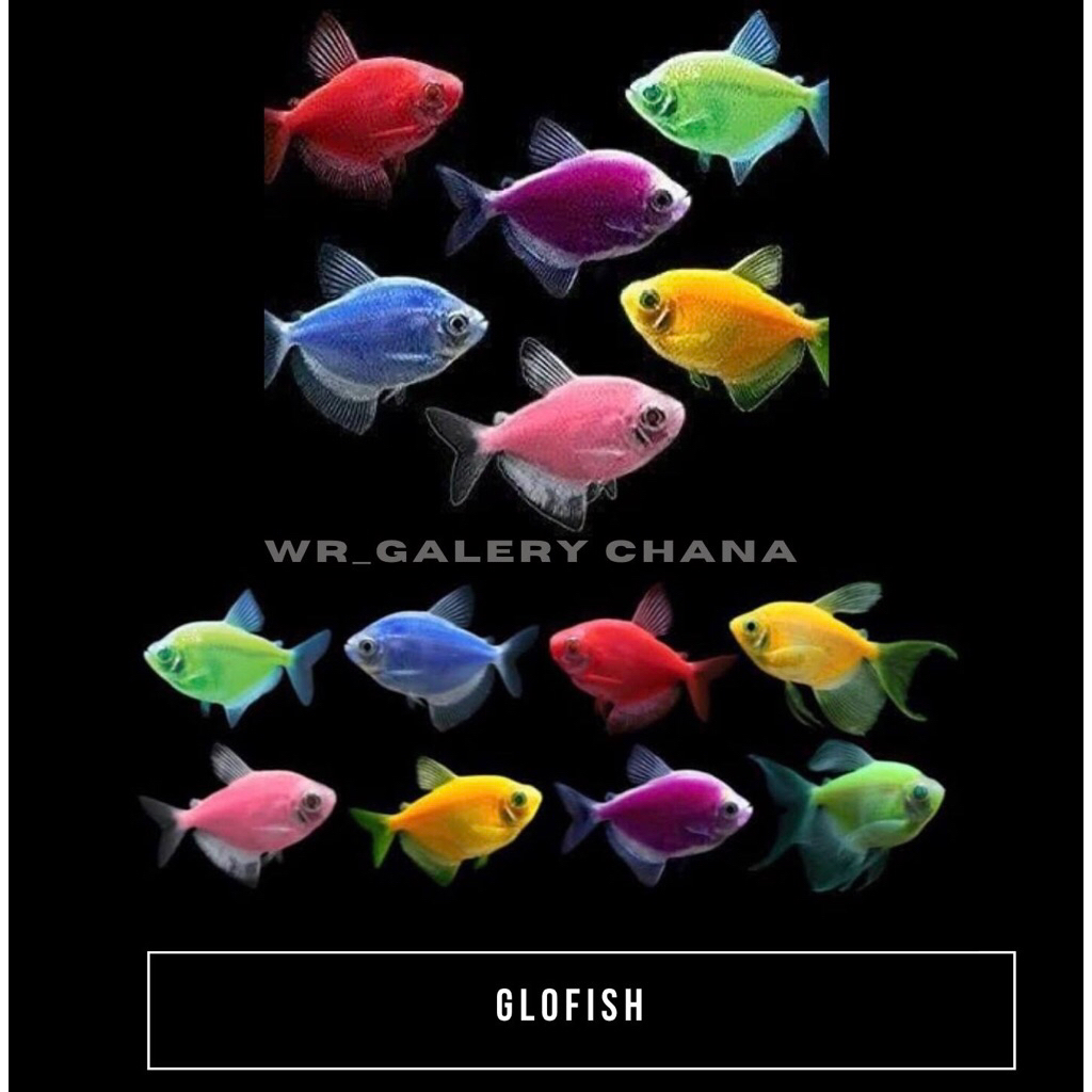 

KHUSUS INSTAN & SAMDAY ( KRUPUK WARNA WARNI HIDUP )