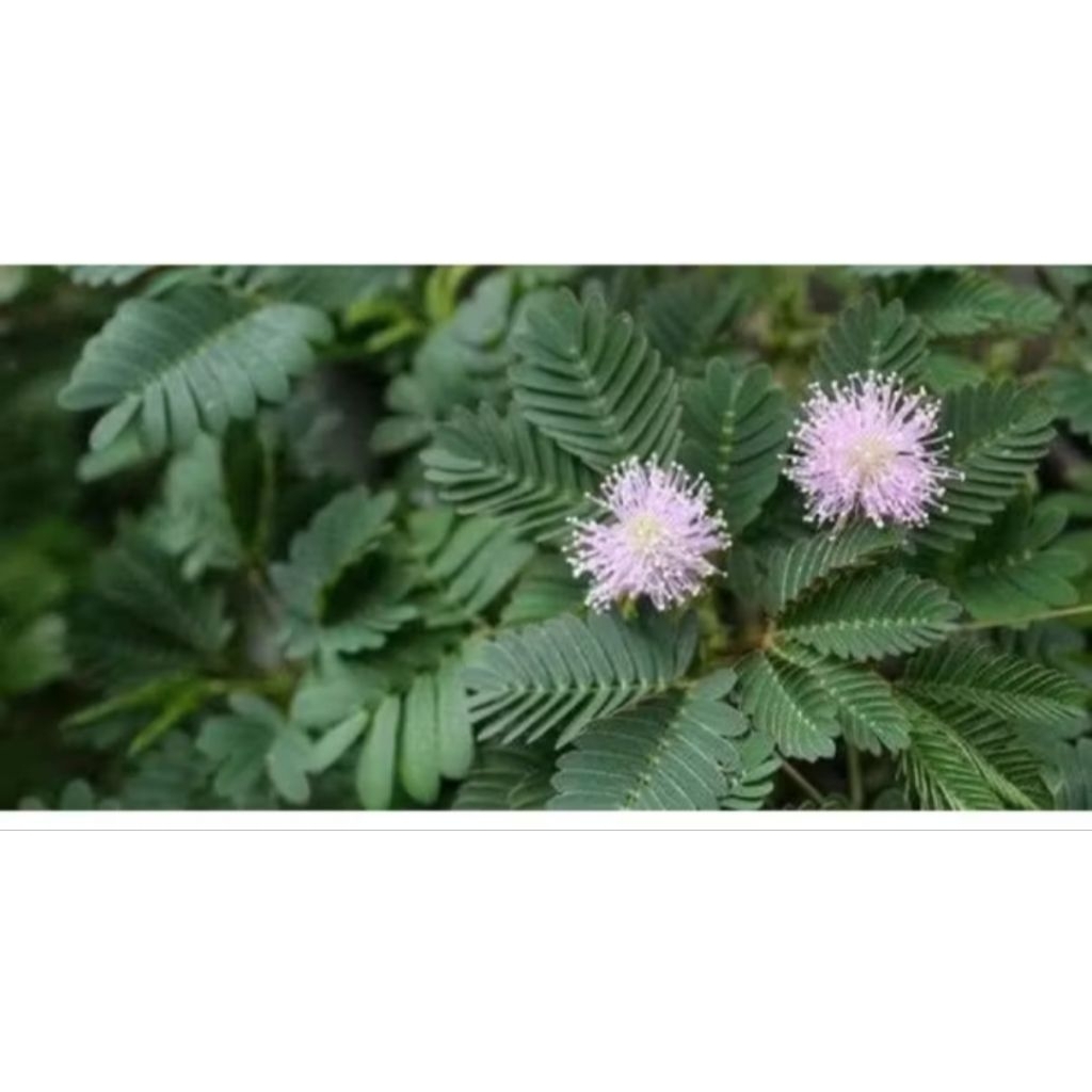 

akar bunga putri malu 100gr