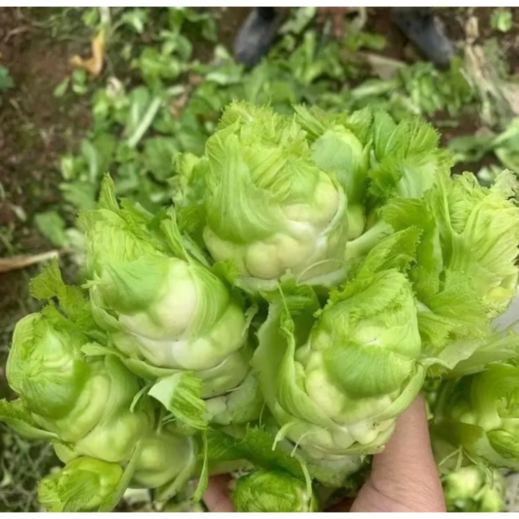 

15 Benih Biji Kubis Nanchong