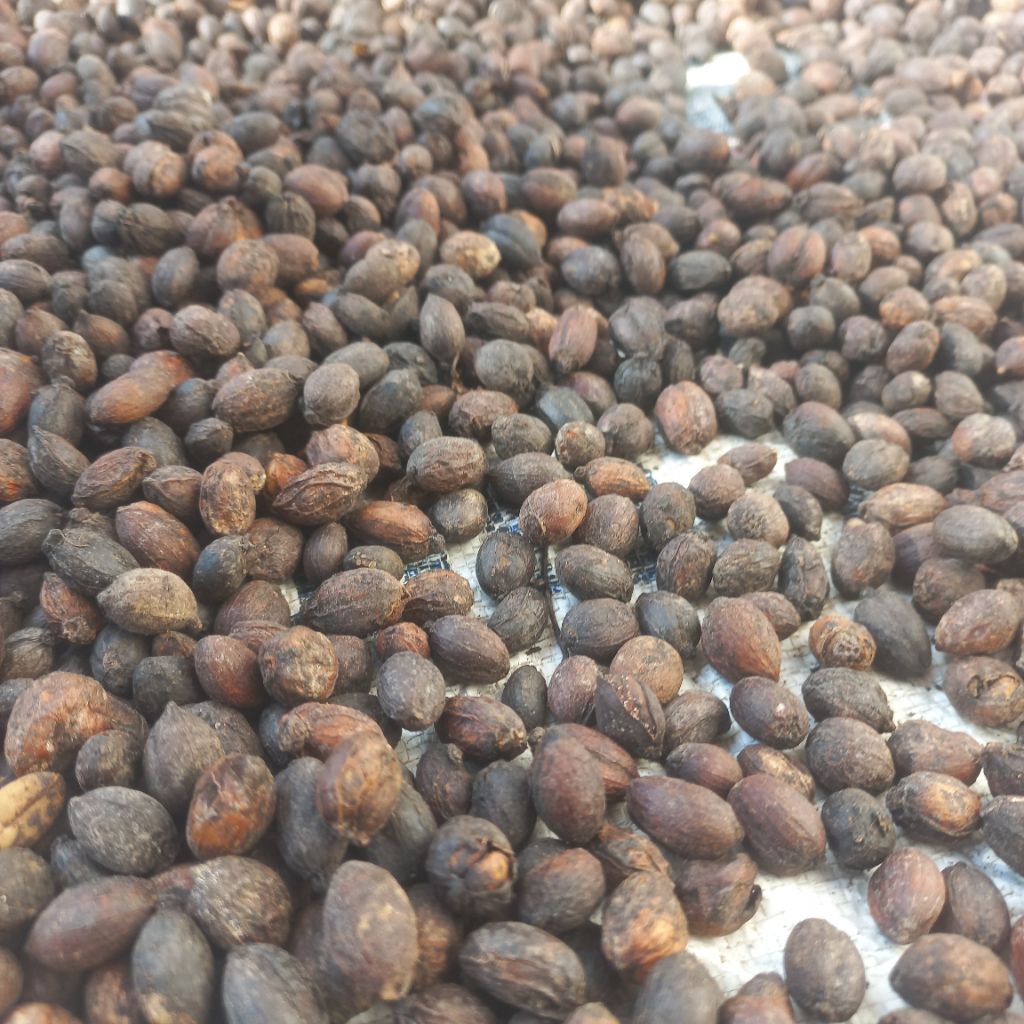 

Biji Kopi Glondongan 1kg (langsung petani)