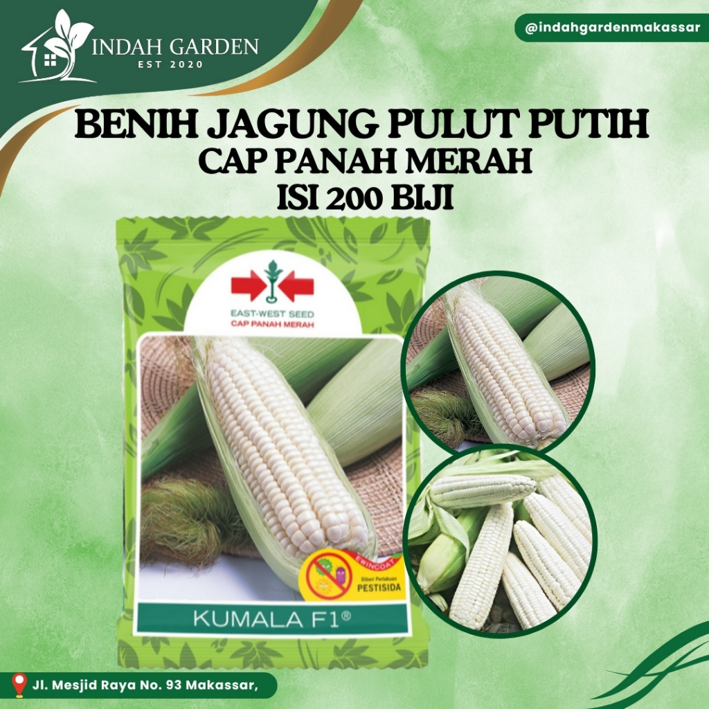 Panah Merah Benih Bibit Jagung Pulut Putih Kumala F1 200 Biji Hibrida