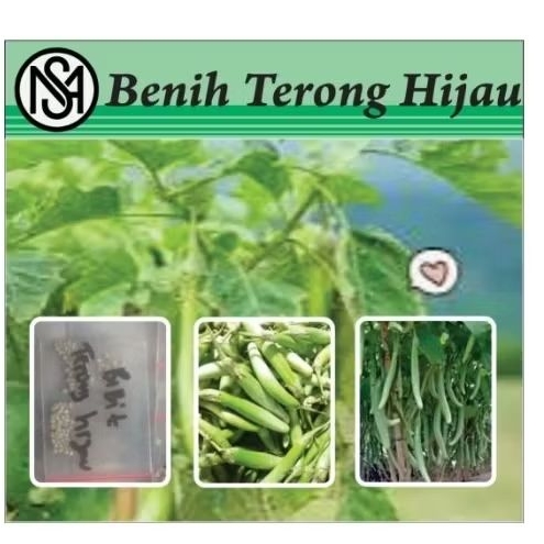 

50 Biji - Benih Terong Hijau