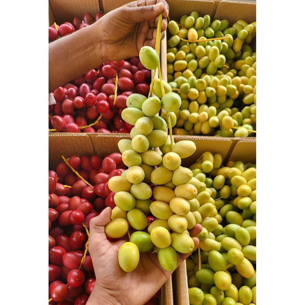 

KURMA MUDA PROMIL FREE ZURIYAT TES PACK DAN REMPAH DETOX