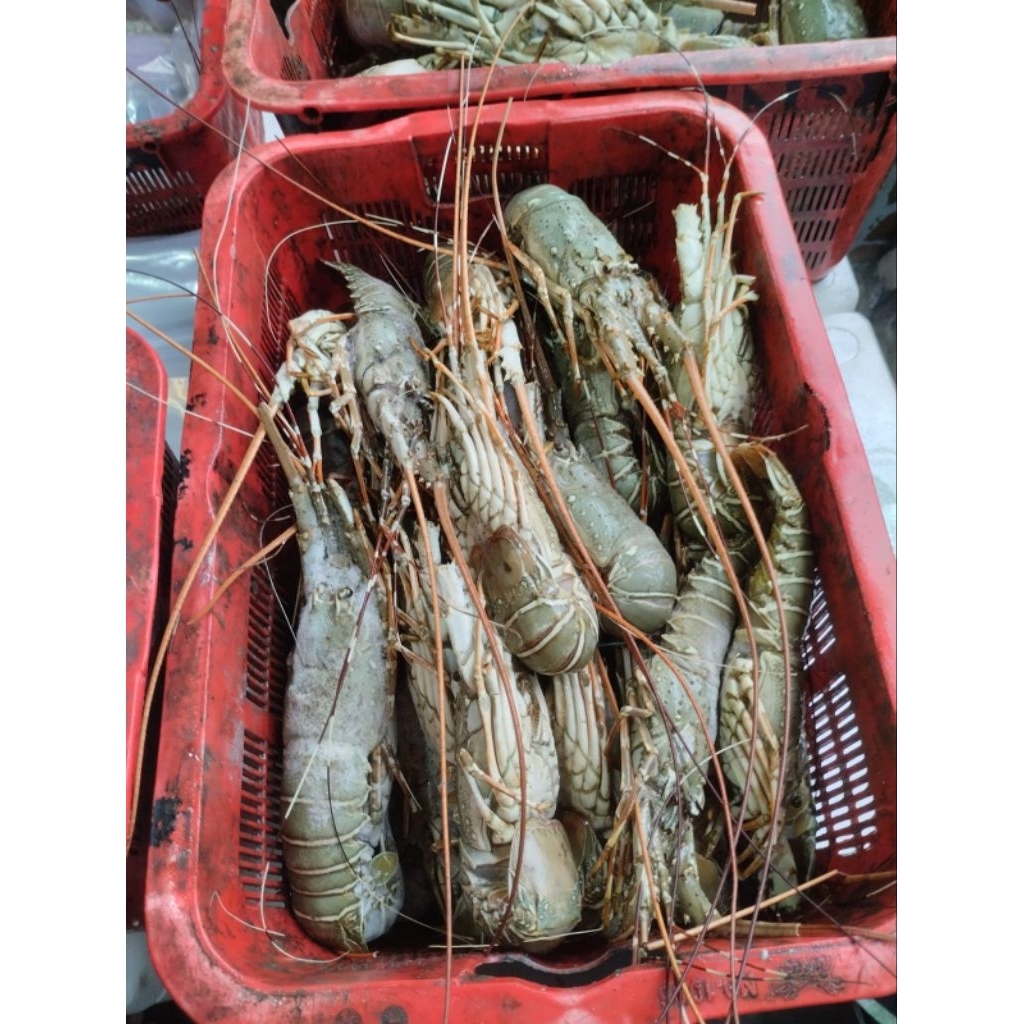 

Lobster laut frozen