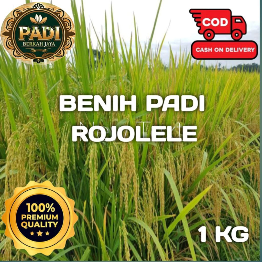 BENIH PADI UNGGUL ROJOLELE SUPER BERKUALITAS KEMASAN 1 KG.