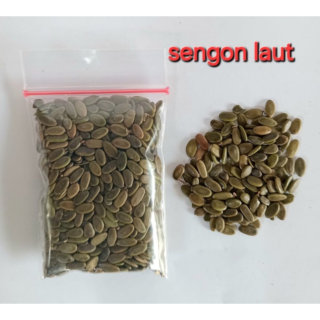 Benih pohon Sengon laut, pohon kayu penghijauan dan pakan ternak