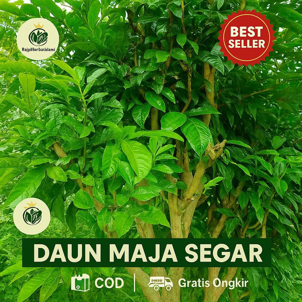 

Daun Maja Segar 50 lembar - Untuk Obat Herbal Tradisional I COD & GRATIS ONGKIR