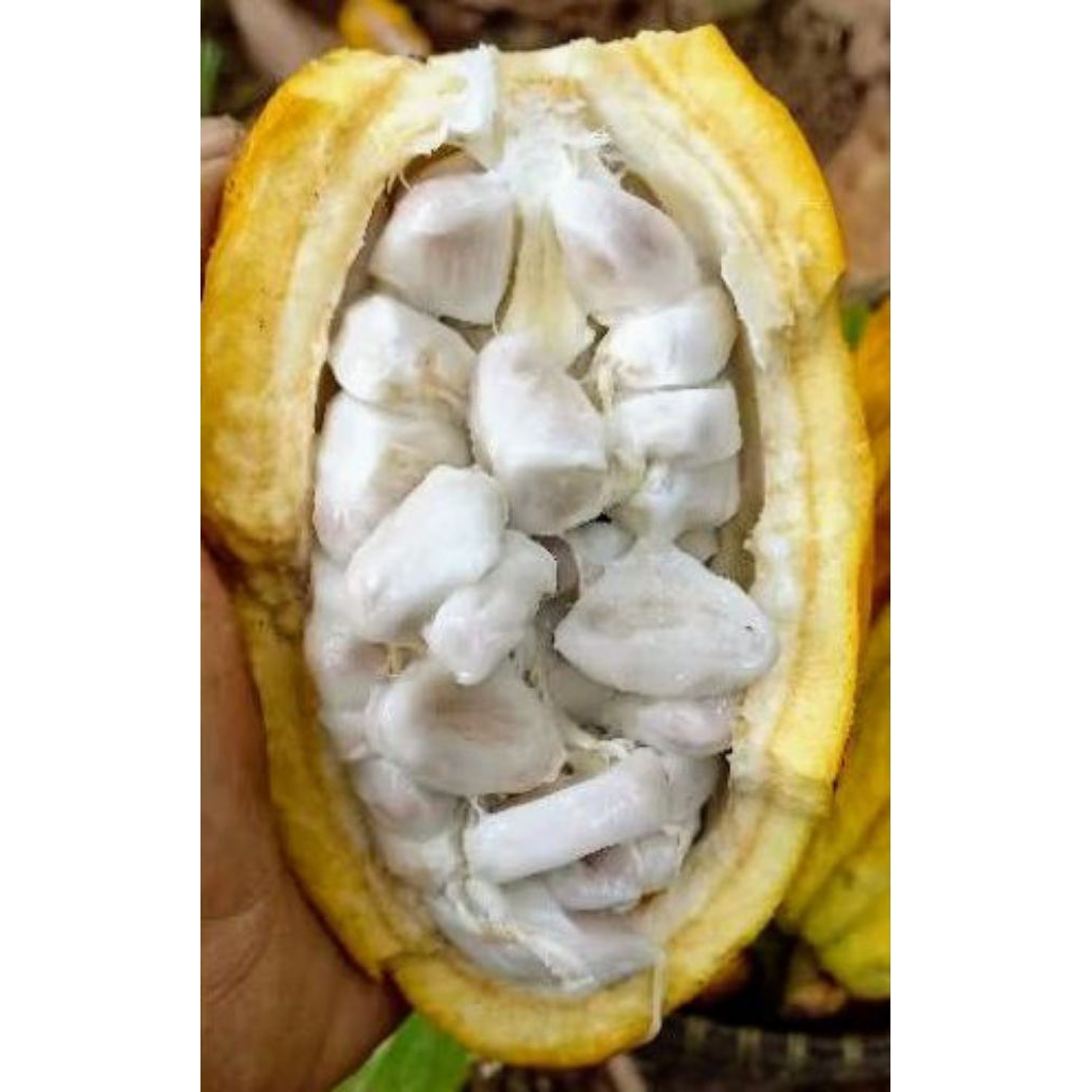 bibit biji kakao hibrida bibit coklat unggul 25 biji
