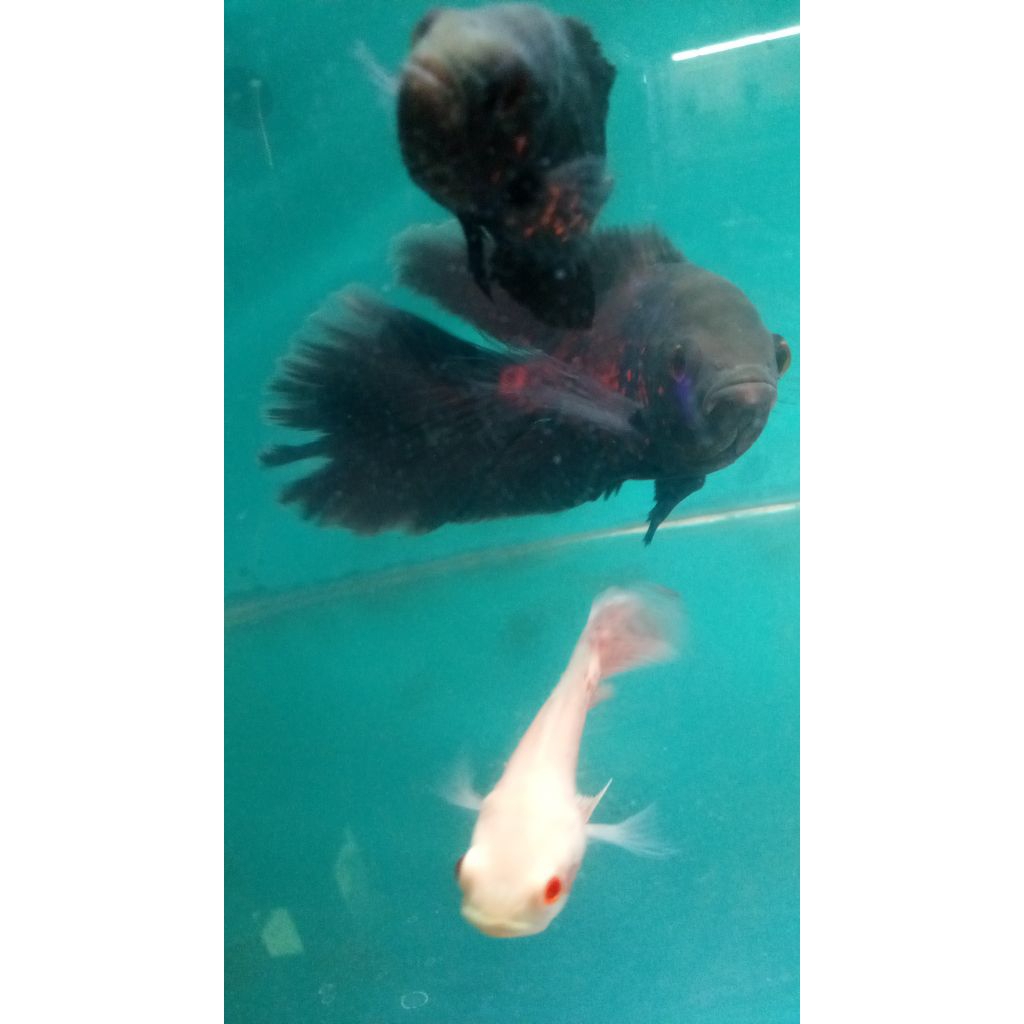 OSCAR TIGER SLAYER 13 CM