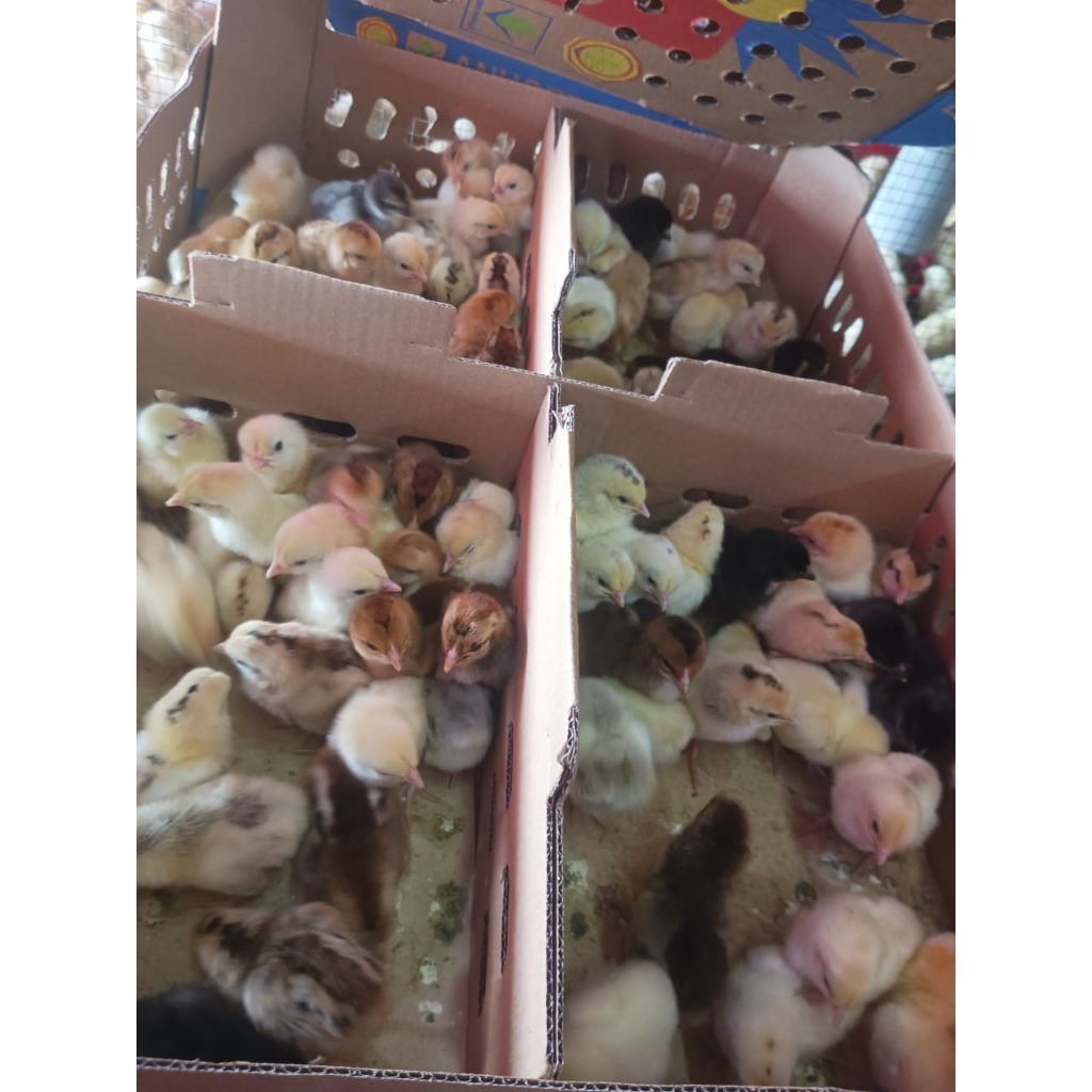 Ayam KUB -doc kub  -bibit ayam kampung kub -KUB