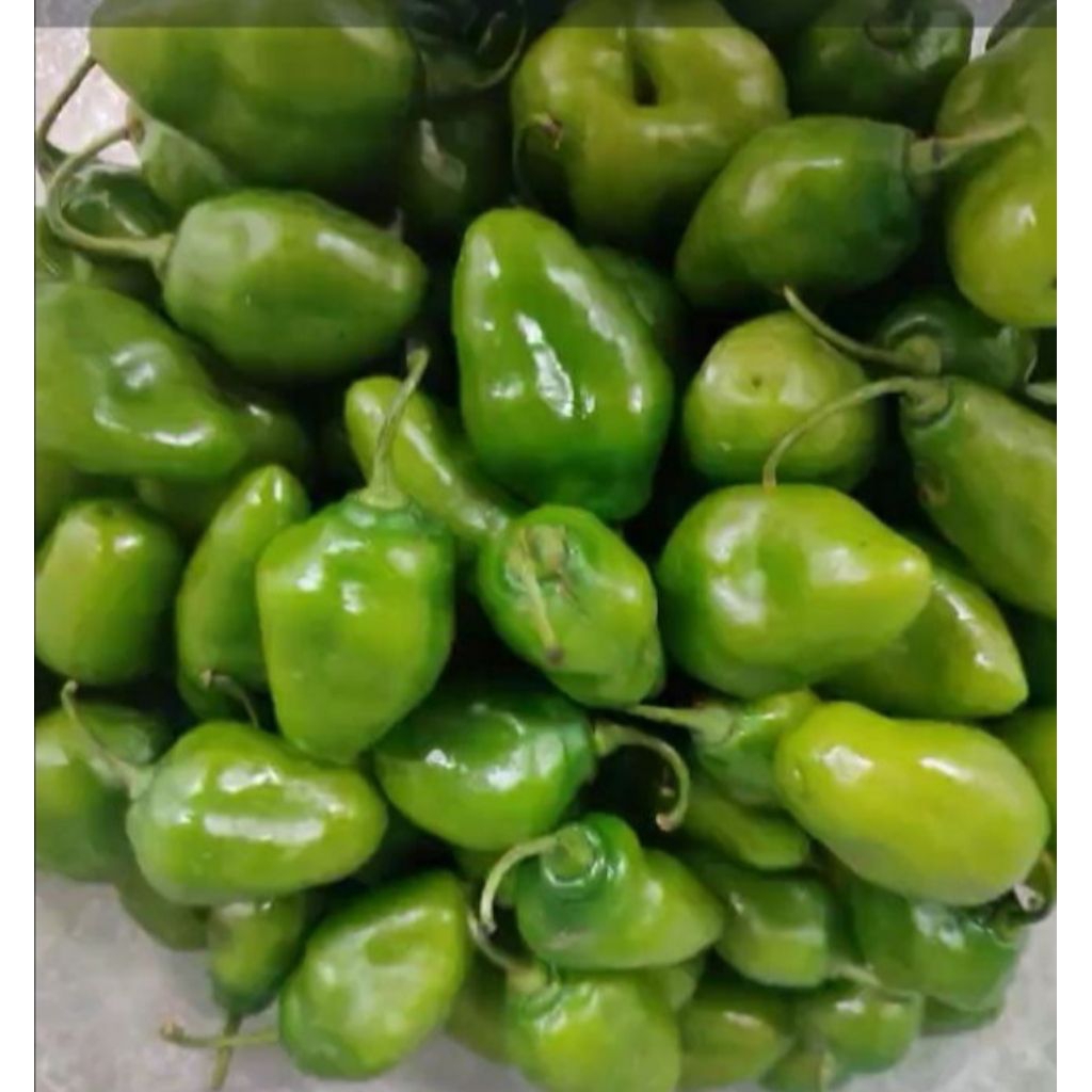 

CABE GENDOT CABE BENDOT SUPER PEDAS CABE VIRAL