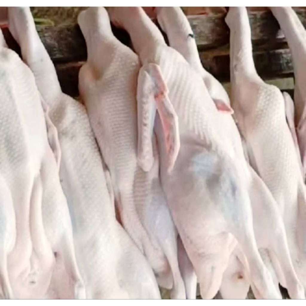 

Bebek 1 ekor besar Fress berat lebih dari 1 kg/bebek utuh 1 ekor