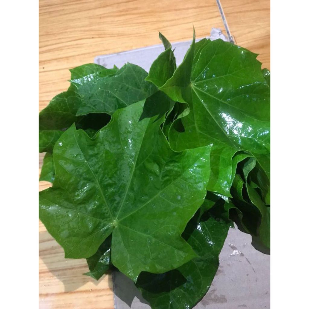 

paket 25 helai daun jarak segar fres