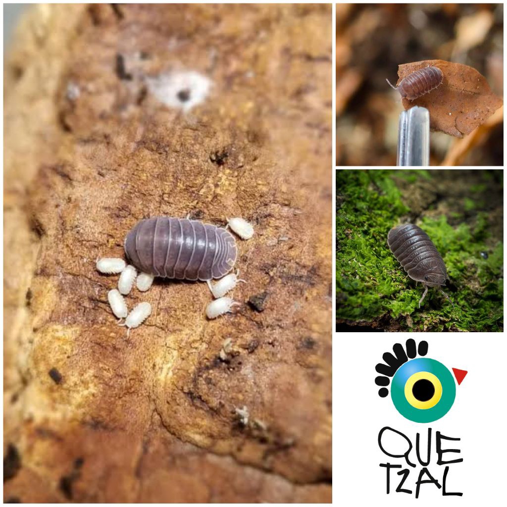 Isopod Cubaris Murina/ Pill Bugs Isopod ( Cleaning Crew )