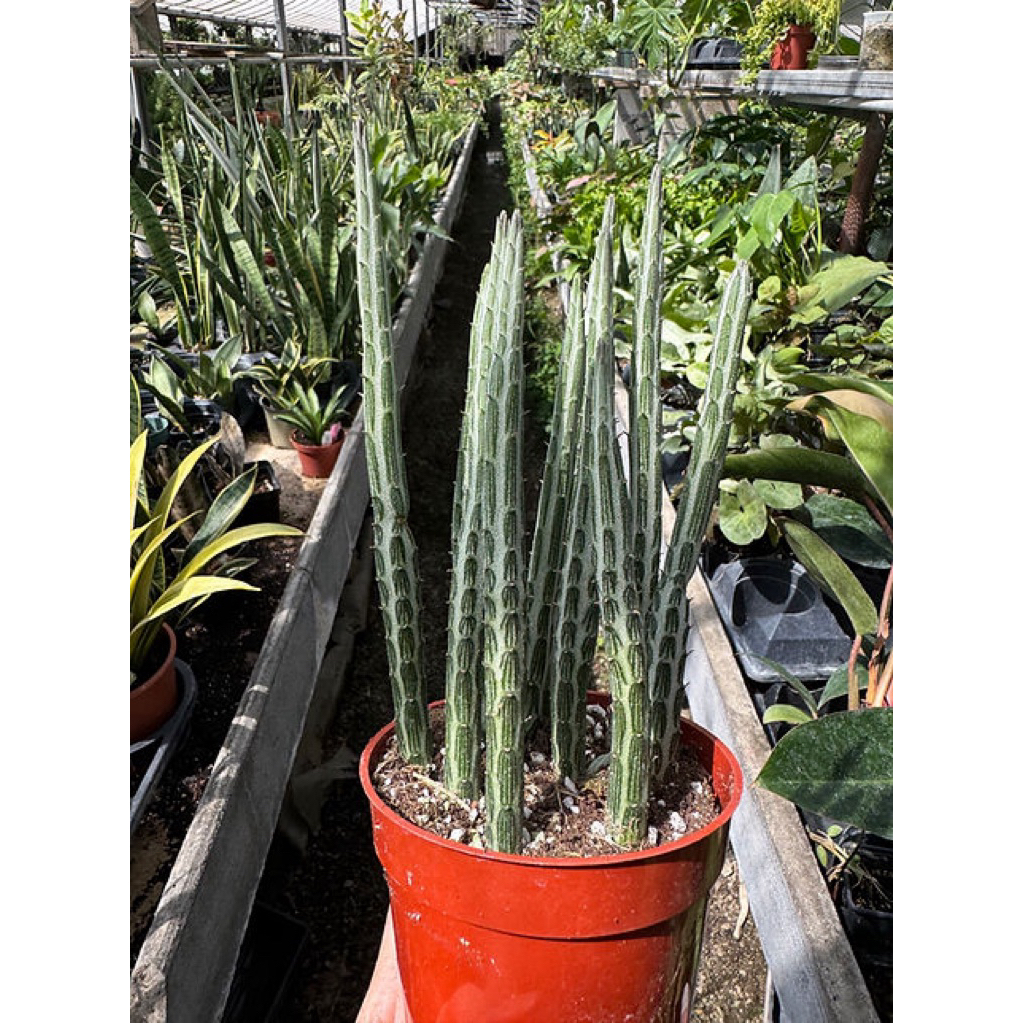 Senecio stapeliiformis Rimbun / kleinia stapeliiformis Rimbun