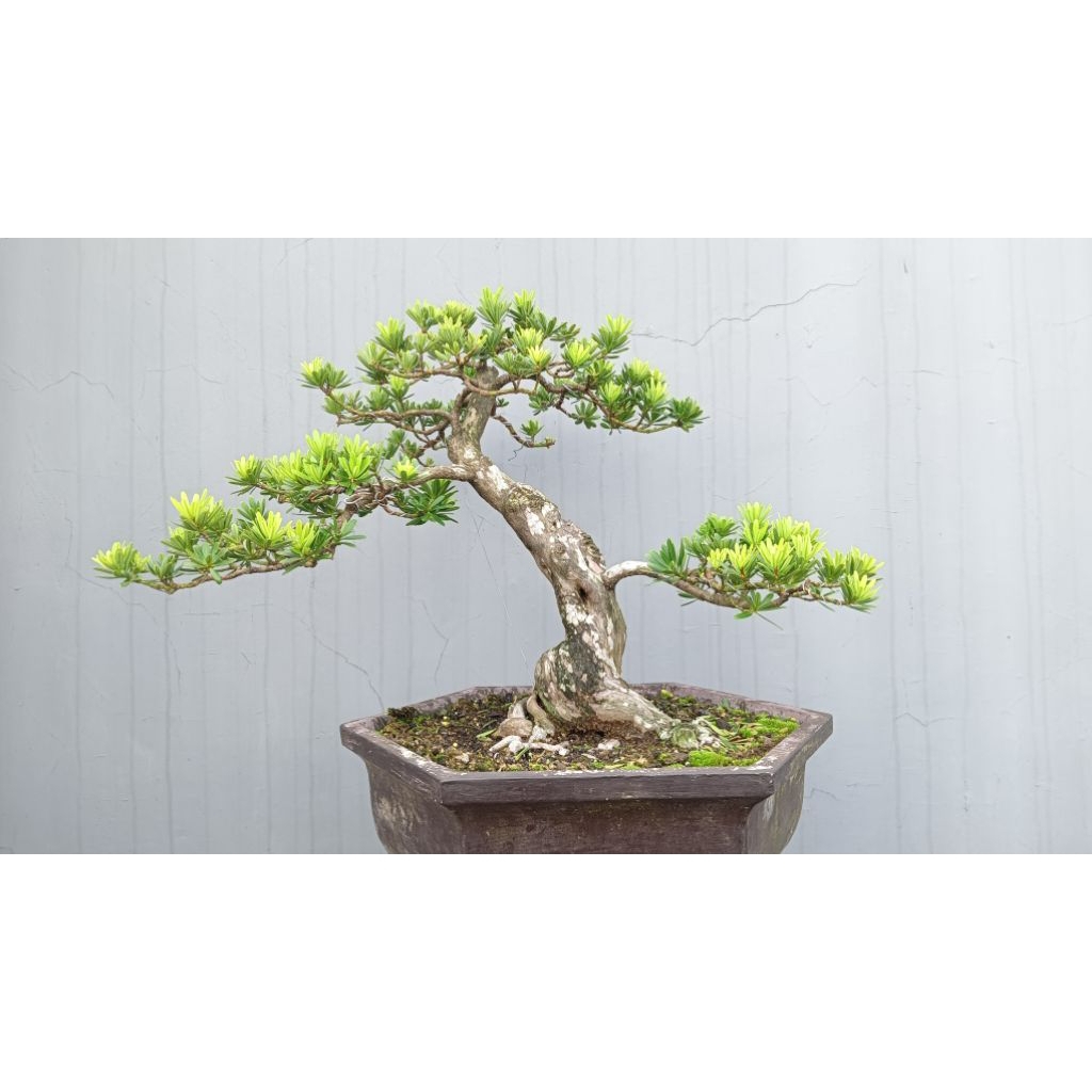 bonsai lohansung cincuan ori medium siap pajang