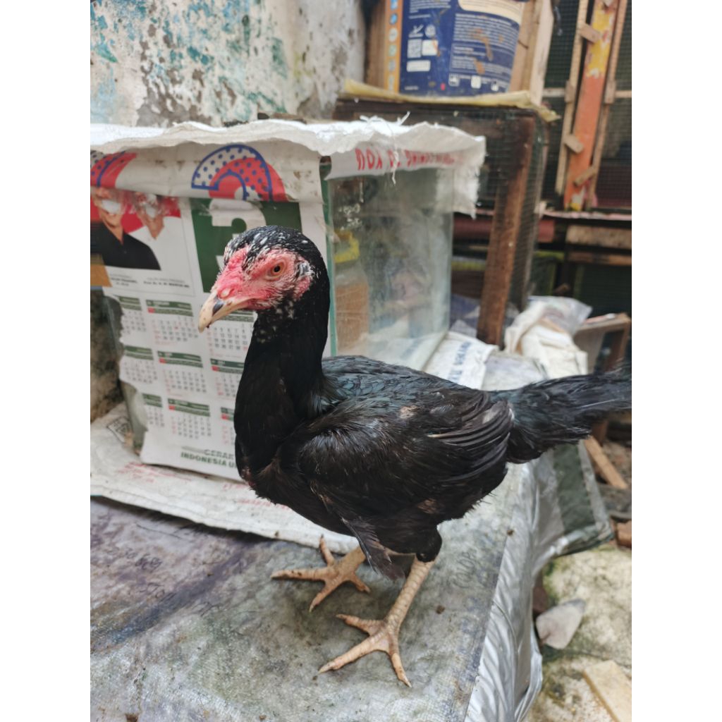 Biang ayam BANGKOK PAKOY umur 7 Bulan [PROMO CUCI KANDANG]