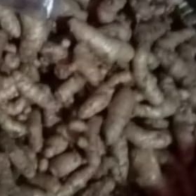 

temu putih /kunyit putih /1 kg pilihan terbaik