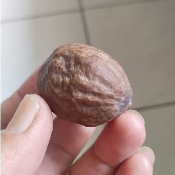 Kemiri Adu Muncang Adu Yanti Doglas Ori Size Besar