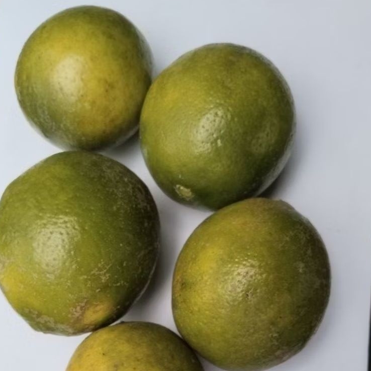 

LEMON KALIFORNIA B 1 kilo