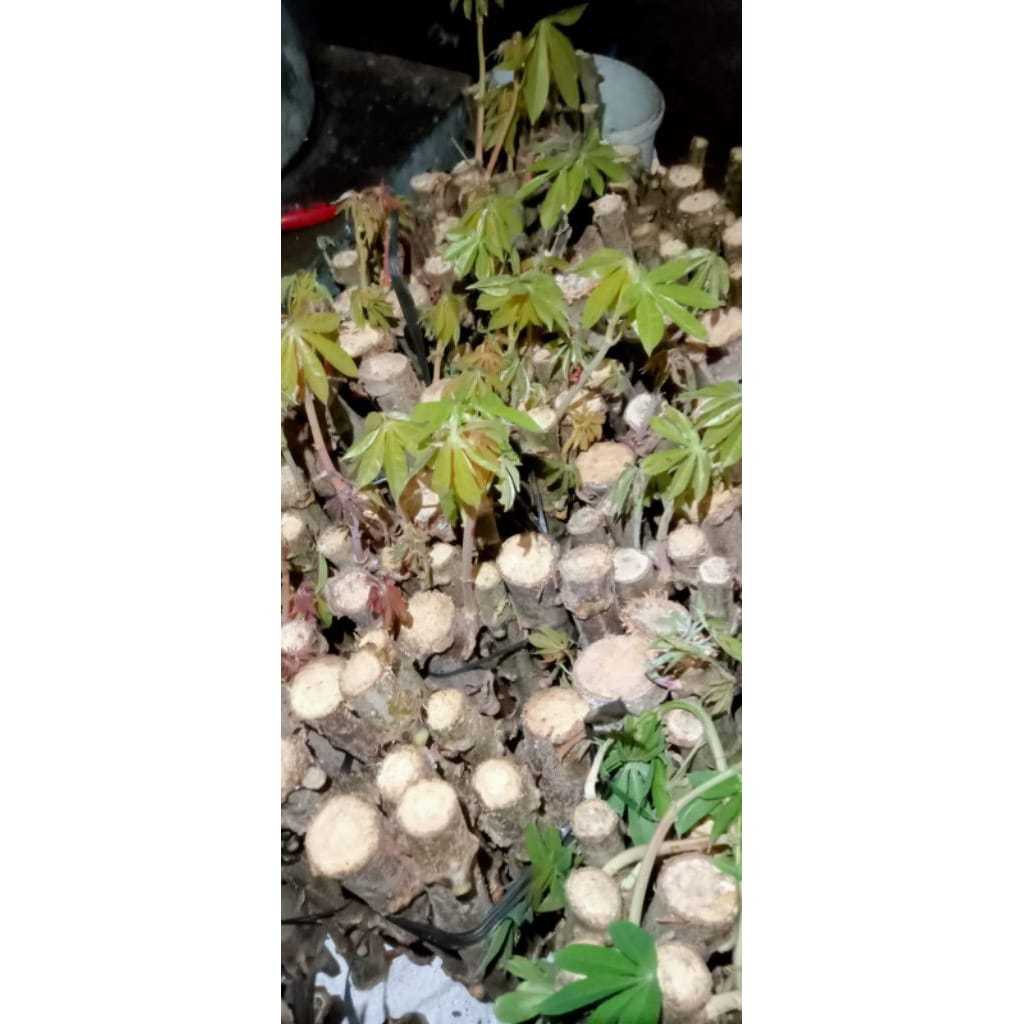 Bibit Stek Batang Pohon Singkong Apuy / Singkong Putih (satu batang)