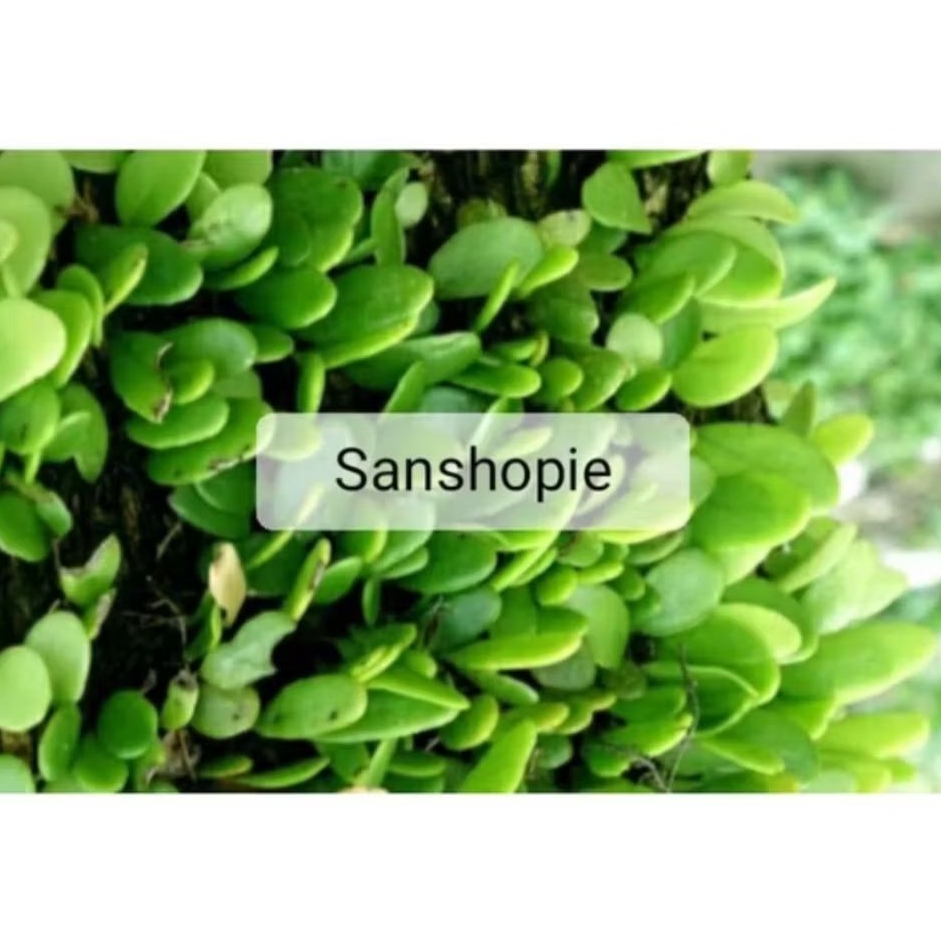 

Daun sisik naga segar atau picisan 500 gram