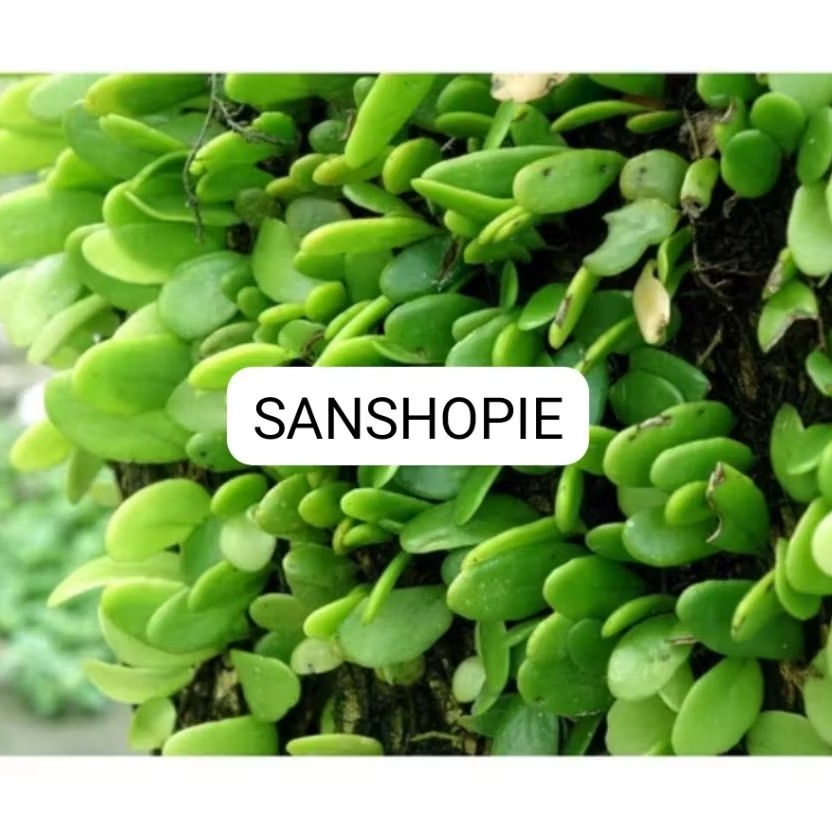 

Daun sisik naga Picisan segar 500 gram