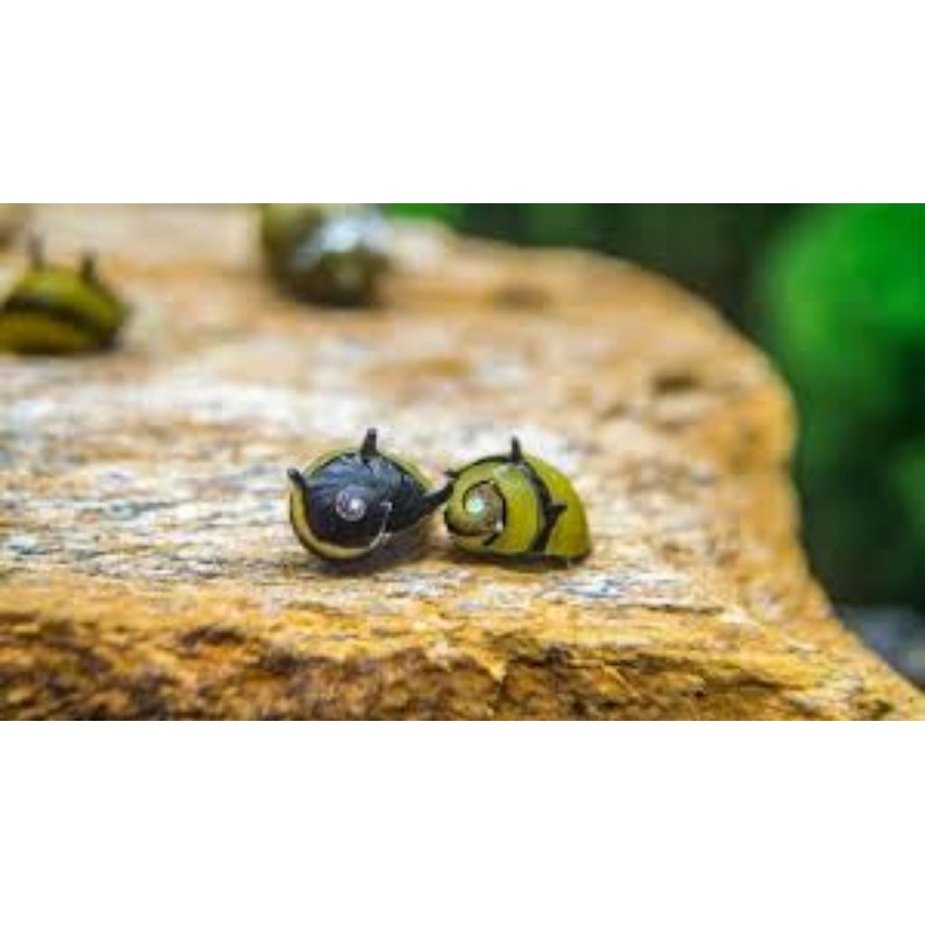 hiasan aquarium keong bumblebee/tanduk aquascape