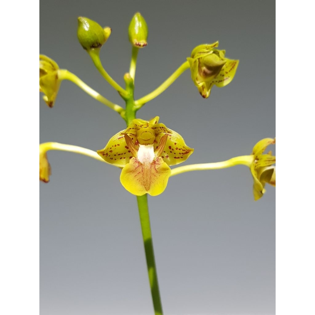 Anggrek Dendrobium bifalce