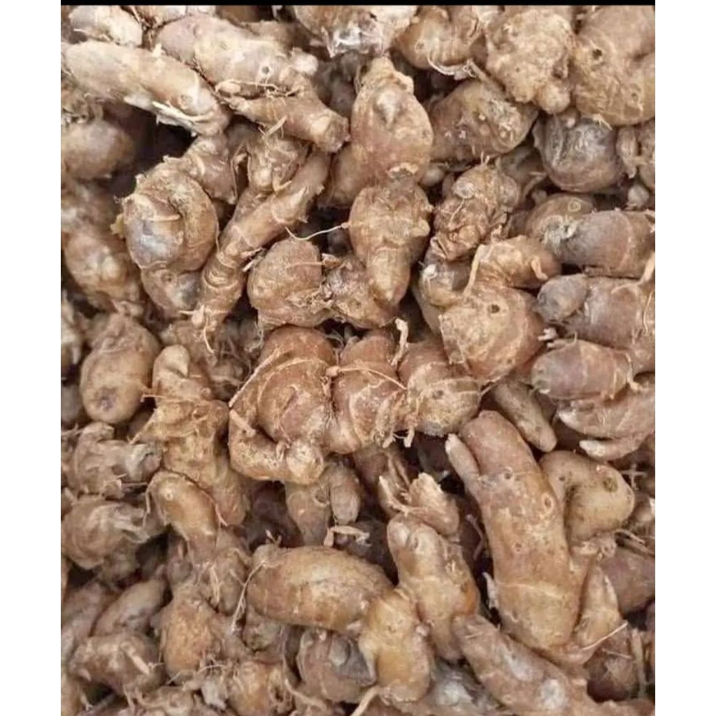 

kencur 1kg fresh tua