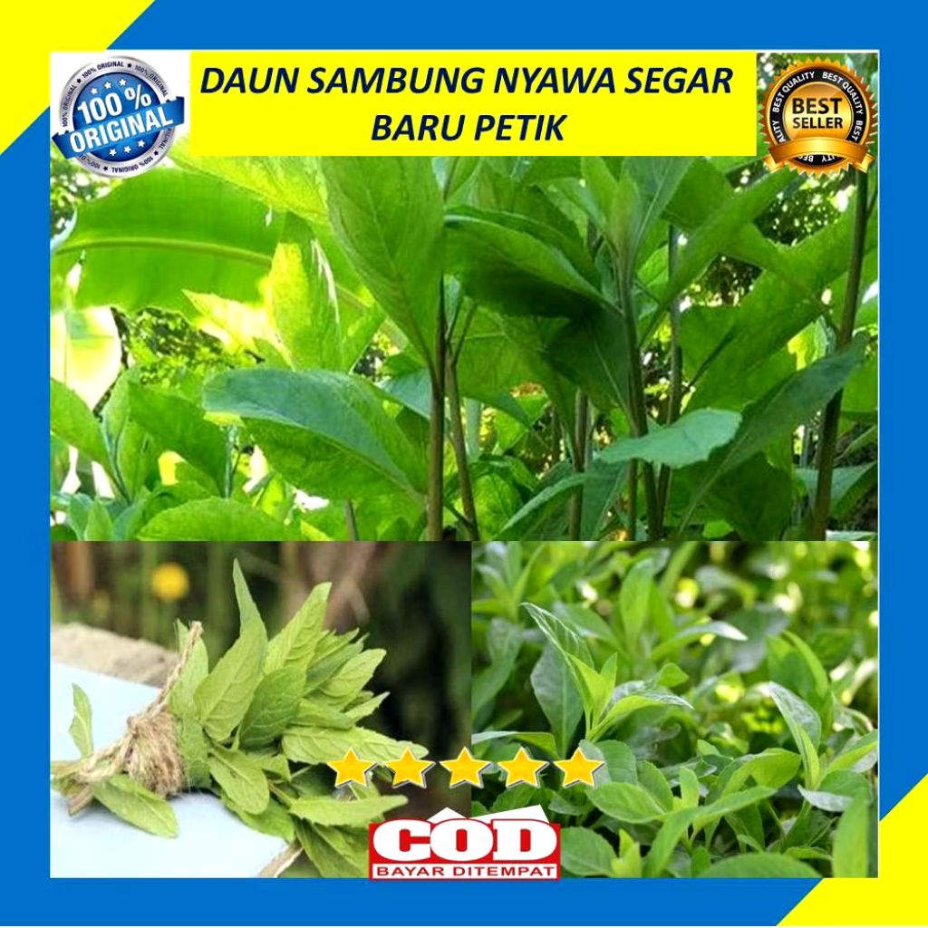 

Daun Sambung Nyawa || Daun Afrika ||