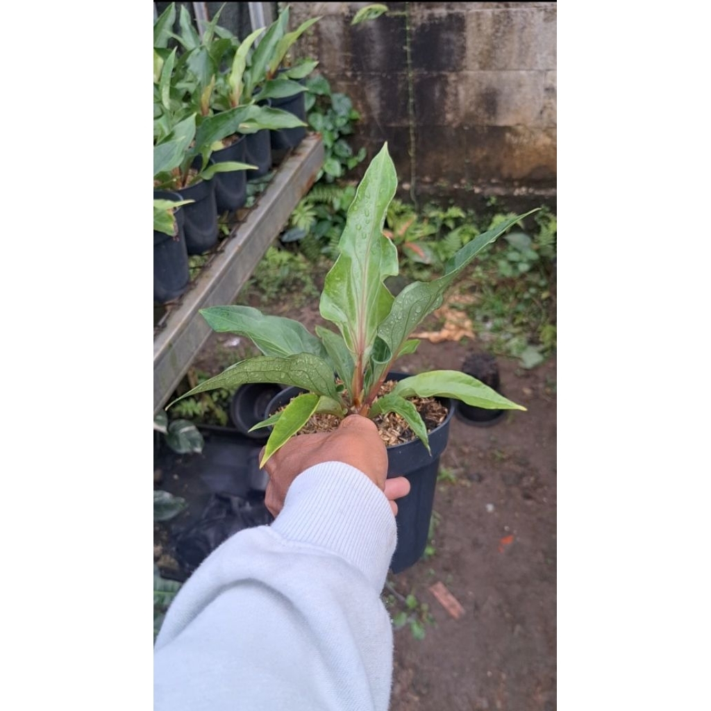 ANTHURIUM OBOR MERAH