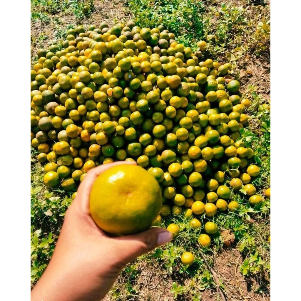 

JERUK KEPROK FRESH BARU METIK DAN BANYAK VITAMIN C