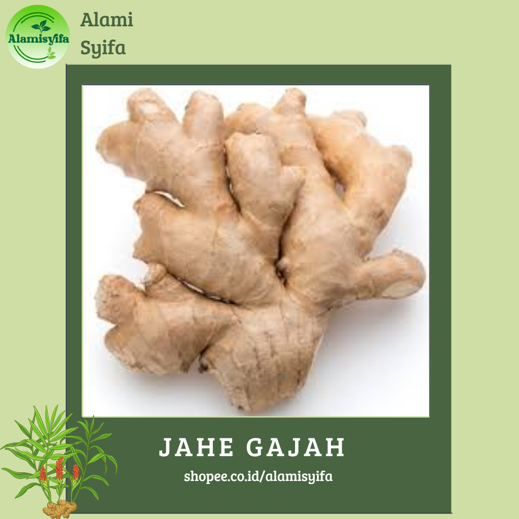 

Jahe Gajah Jahe Gajah Alami dan Bersih Berat 500 gram